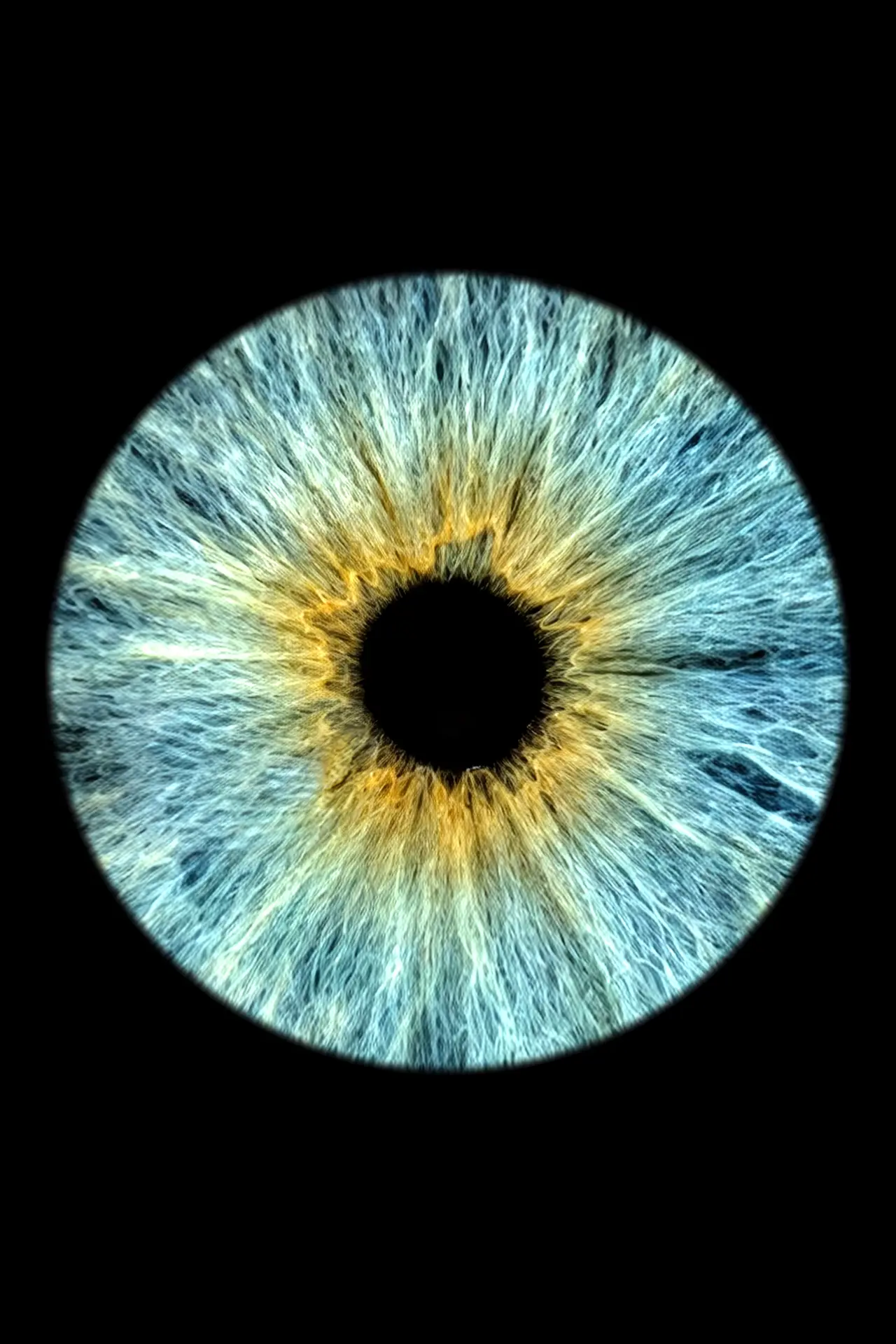Blue iris portrait artwork