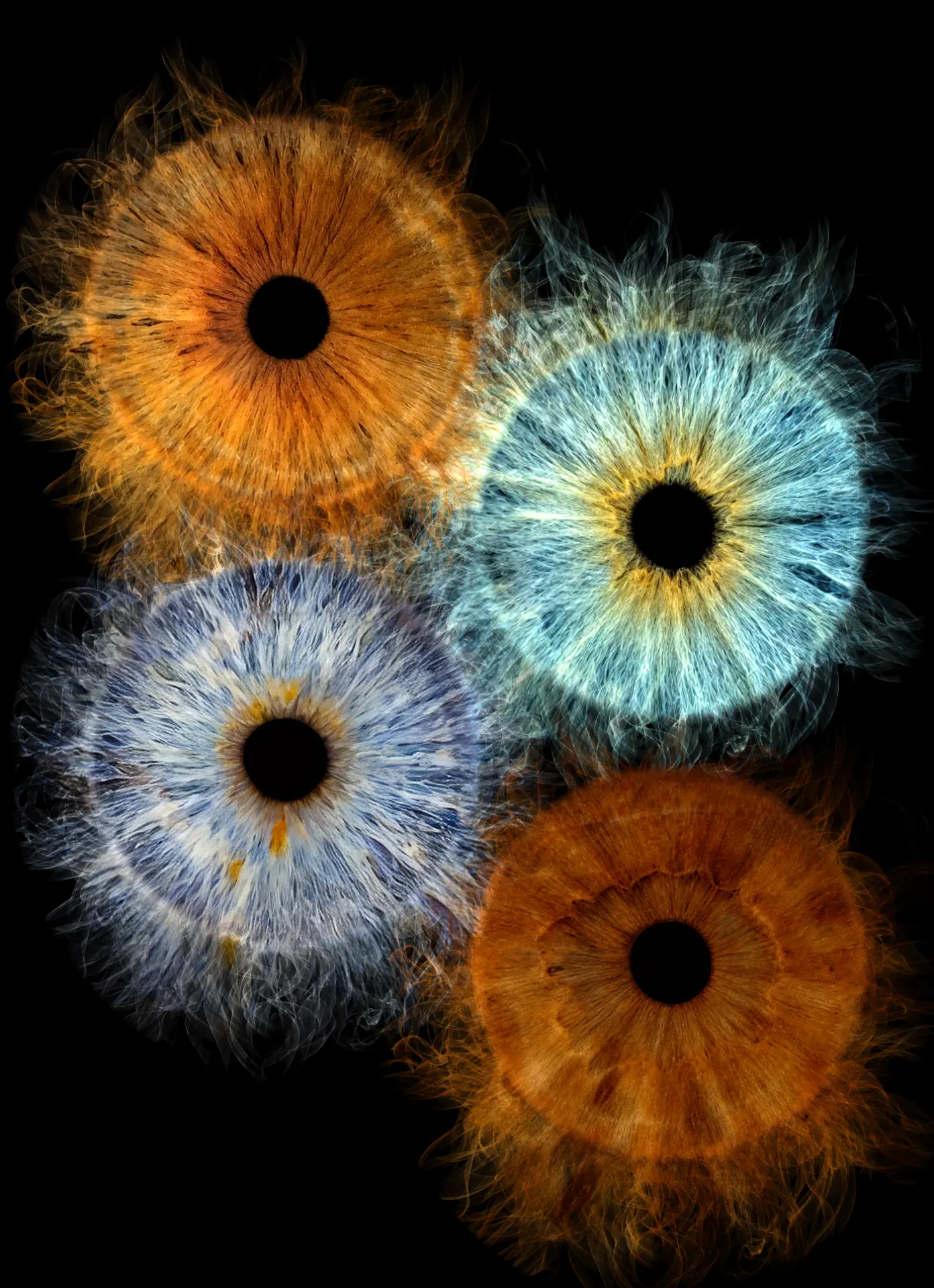 Four irises with a fire effect