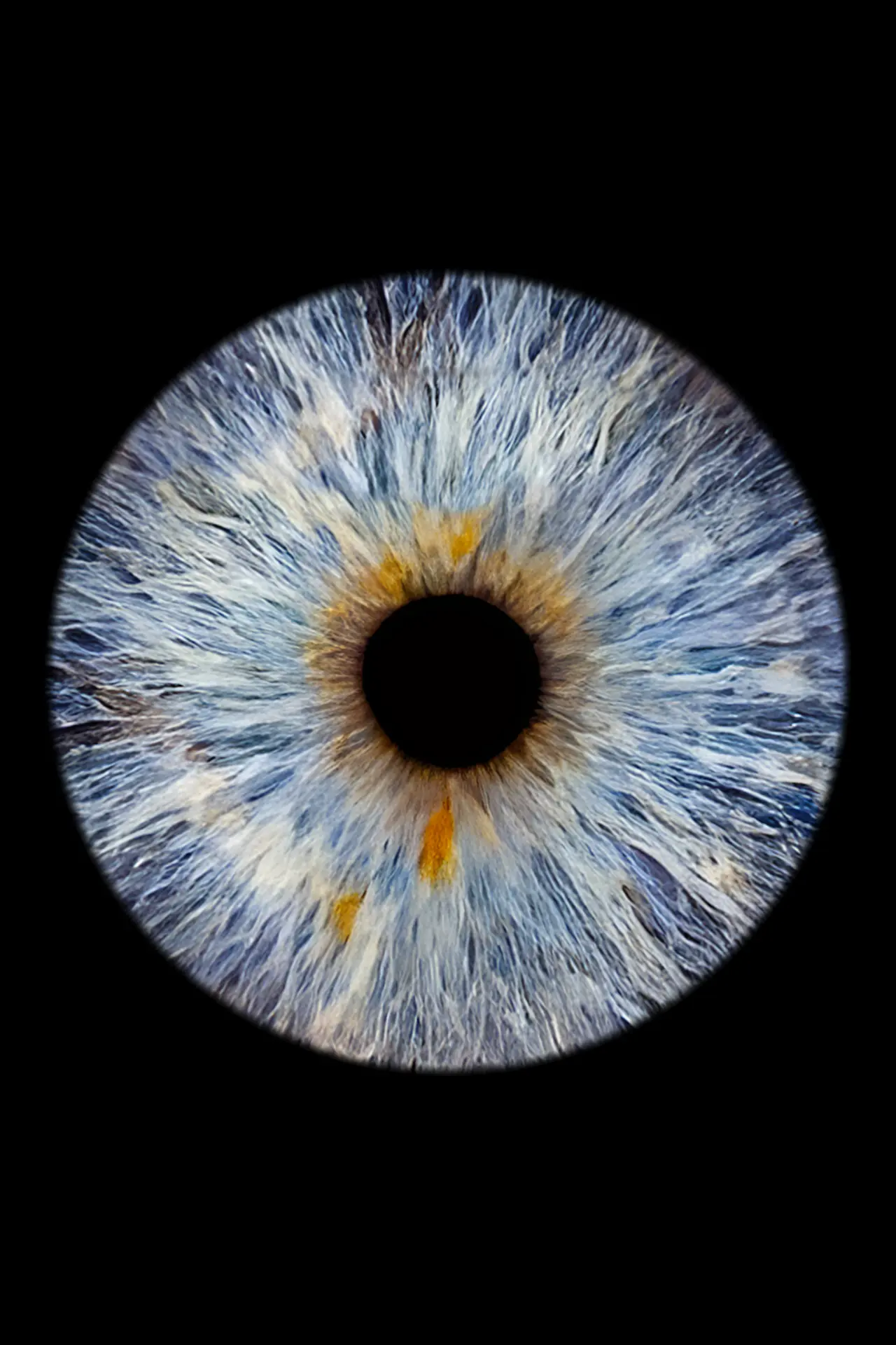 Blue iris portrait artwork