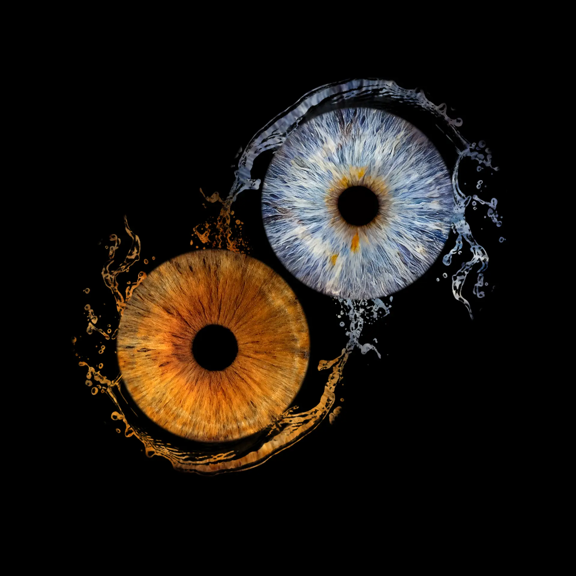 Blue and amber irises with a water effect