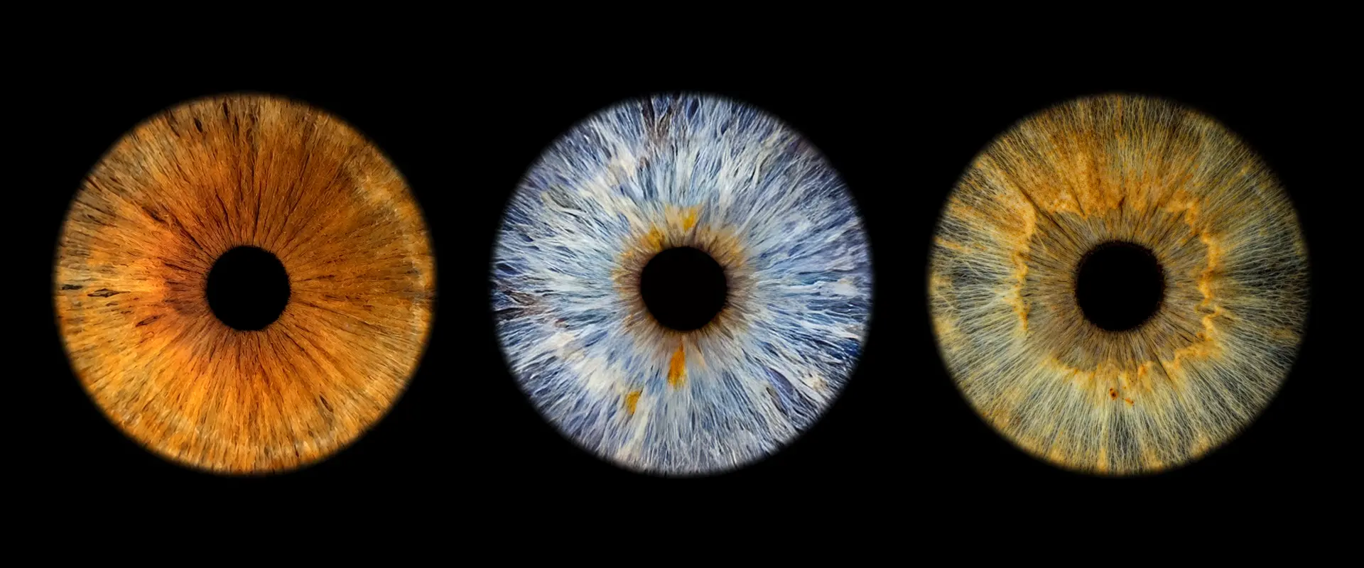 Three irises in a row
