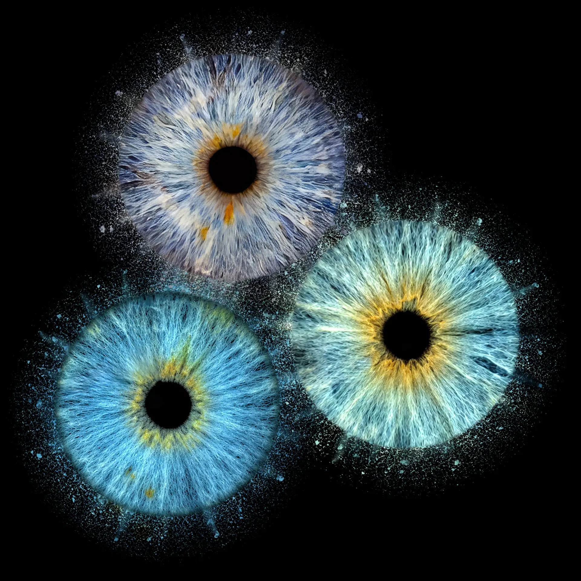 Three blue irises with a dust effect