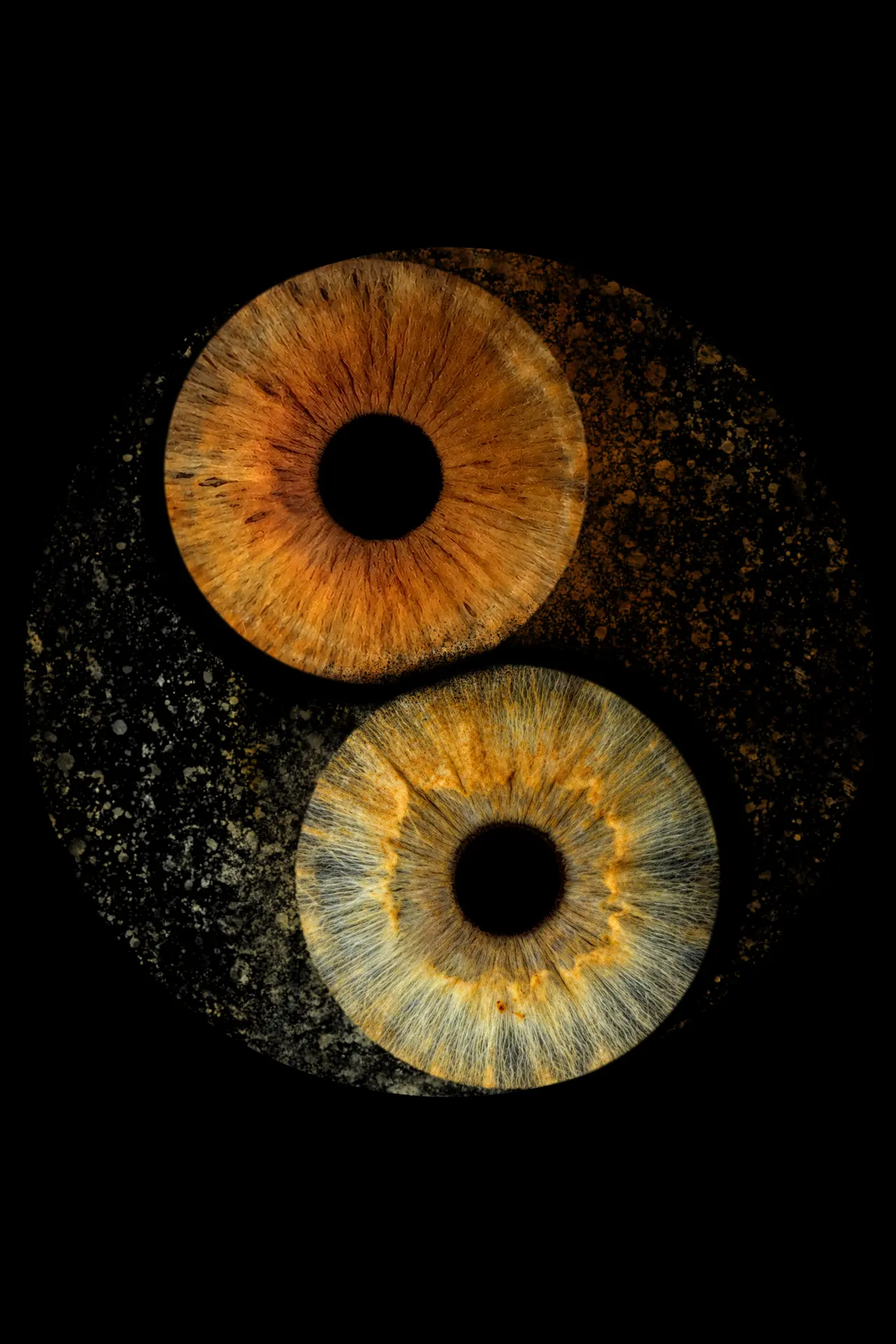 Two irises in a yin-yang composition